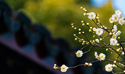 今日立春----愿春暖花開(kāi) 百病去除